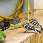 a couple of birds that are standing on a ledge